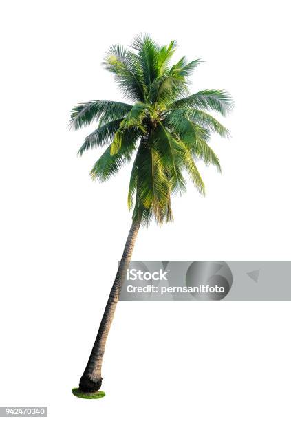 Tropical Coconut Palm Tree Isolated On White Stock Photo - Download Image Now - Palm Tree, Cut Out, Palm Leaf