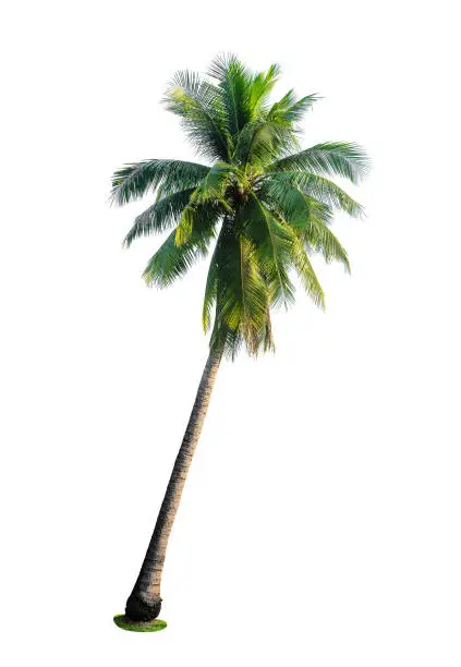 coconut palm tree isolated on white background for design elements