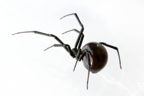 western black widow spider, Latrodectus hesperus Top view of female western black widow spider, Latrodectus hesperus, on web. White background. black widow spider photos stock pictures, royalty-free photos & images