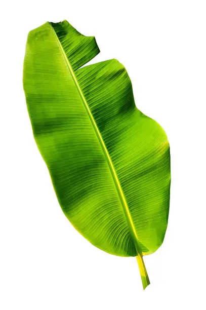 Photo of banana palm leaf isolated on white