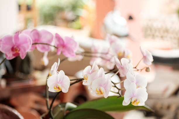 istock Beautiful and colorful orchids. 942473342