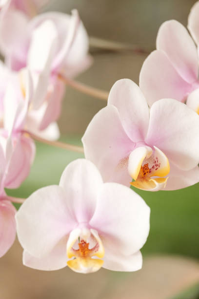 Beautiful and colorful orchids. stock photo