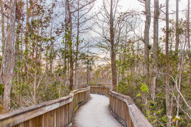 замена пути - big cypress swamp national preserve стоковые фото и изоб�ражения