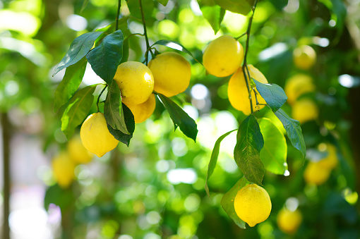 Bunch of fresh ripe lemons on a lemon tree branch in sunny garden