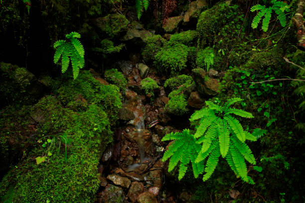 istock Pacific Northwest rainforest and Maidenhair ferns 942476114