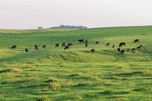 Cows grazing in the agricultural field.
