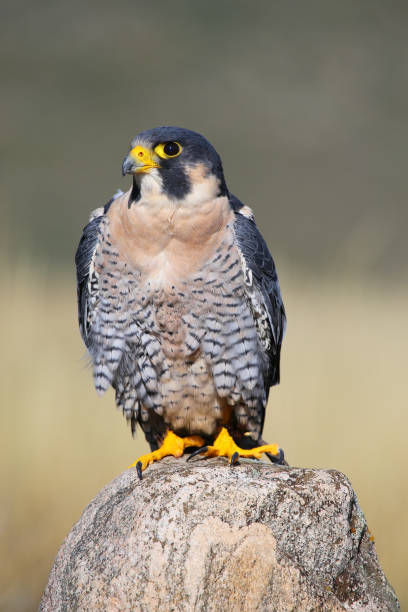 istock Peregrine falcon sitting on a rock 942481096