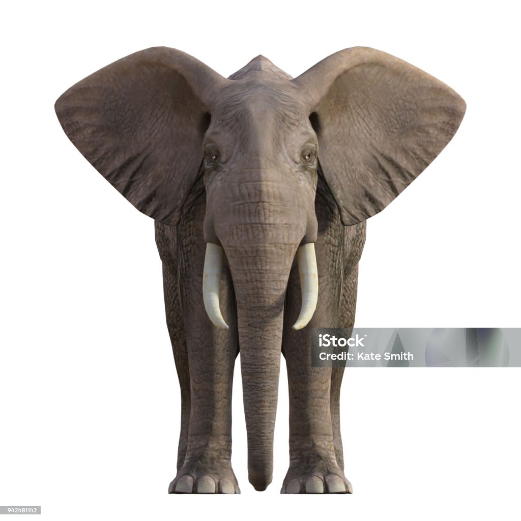 Grey Elephant isolated on white, 3d render Realistic render of a grey Elephant Elephant Stock Photo