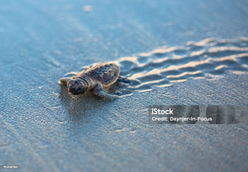 Bébé Loggerhead Sea Turtle Tracks - Photo de Tortue marine libre de droits