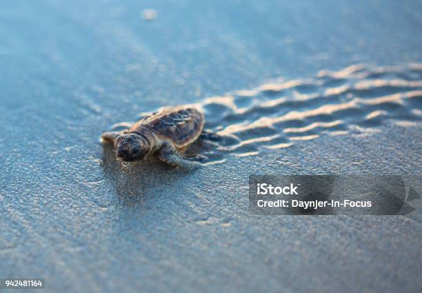 Photo libre de droit de Bébé Loggerhead Sea Turtle Tracks banque d'images et plus d'images libres de droit de Tortue marine - Tortue marine, Caouane, Vulnérabilité