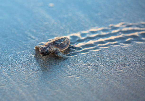 Baby Loggerhead Sea Turtle Tracks Making its way down the beach one morning sea turtle stock pictures, royalty-free photos & images