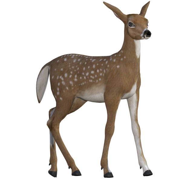 istock Baby Deer / Fawn isolated on white, 3d render 942483586