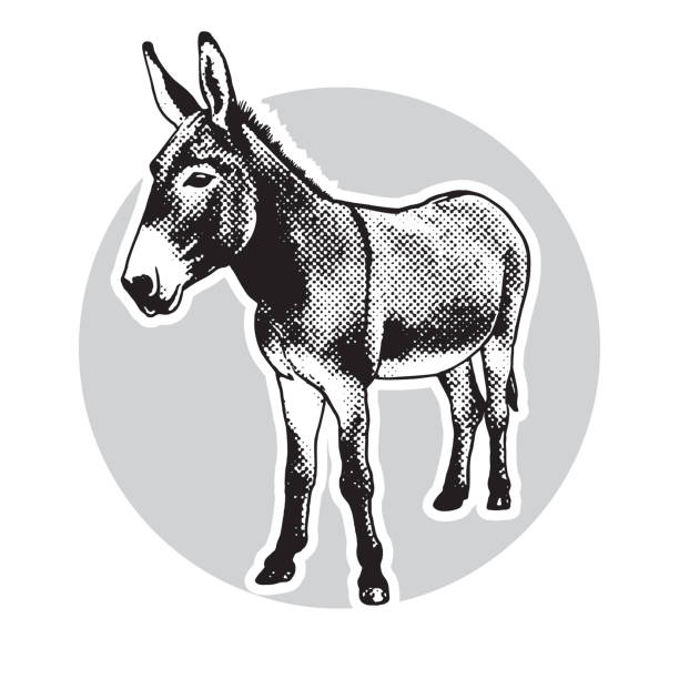 Donkey - black and white portrait in front view. Cute farm animal in engraving style. Vector illustration together with a large raster image. donkey stock illustrations