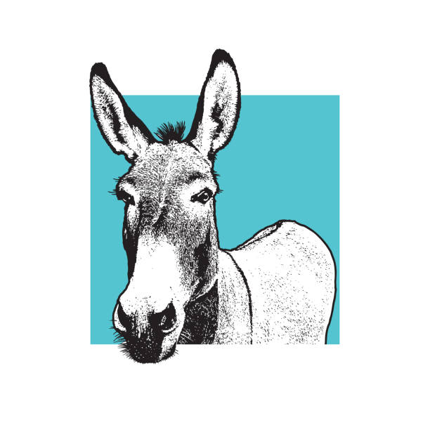 ilustraciones, imágenes clip art, dibujos animados e iconos de stock de retrato de burro - blanco y negro. - orejas de burro