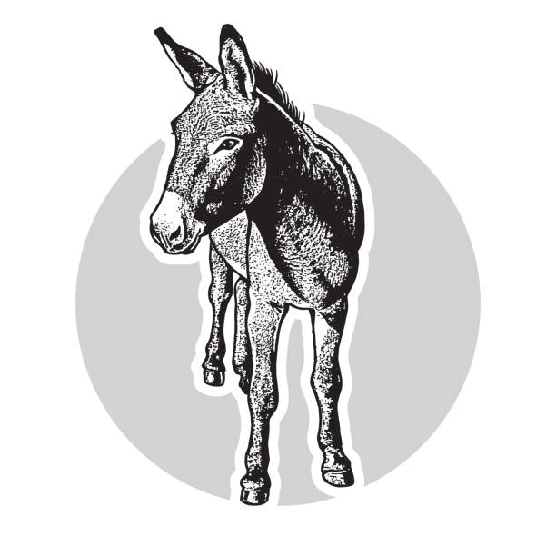 Donkey - black and white portrait in front view. Cute farm animal in engraving style. Vector illustration together with a large raster image. burro stock illustrations