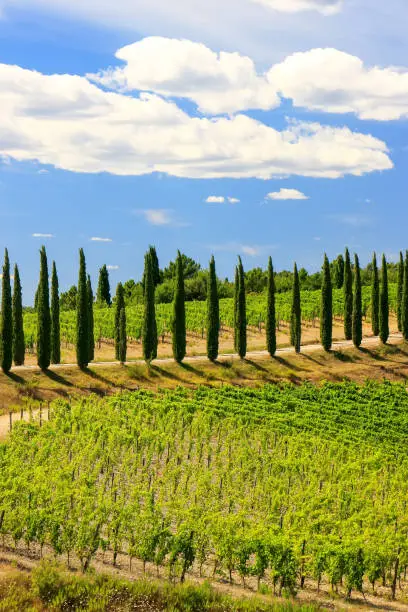 Vineyard with row of cypress trees in Val d'Orcia, Tuscany, Italy. In 2004 the Val d’Orcia was added to the UNESCO list of World Heritage Sites