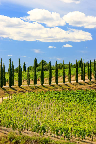 vineyard with row of cypress trees in tuscany, italy - montalcino imagens e fotografias de stock