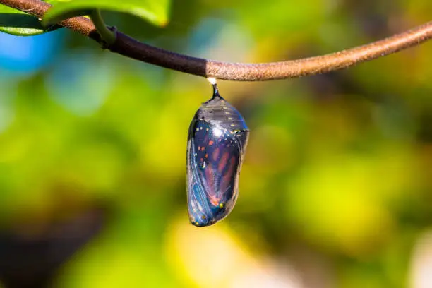 Moments before hatching, the Monarch Butterfly can be seen fully developed in the Chrysalis