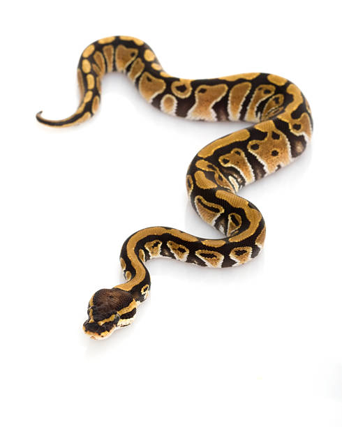 1,100+ Are Ball Pythons Dangerous Stock Photos, Pictures & Royalty-Free ...