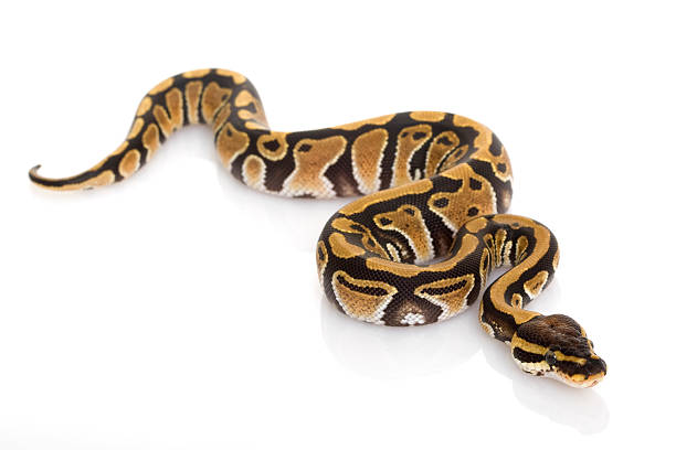 piłka python - reptile animal snake pets zdjęcia i obrazy z banku zdjęć