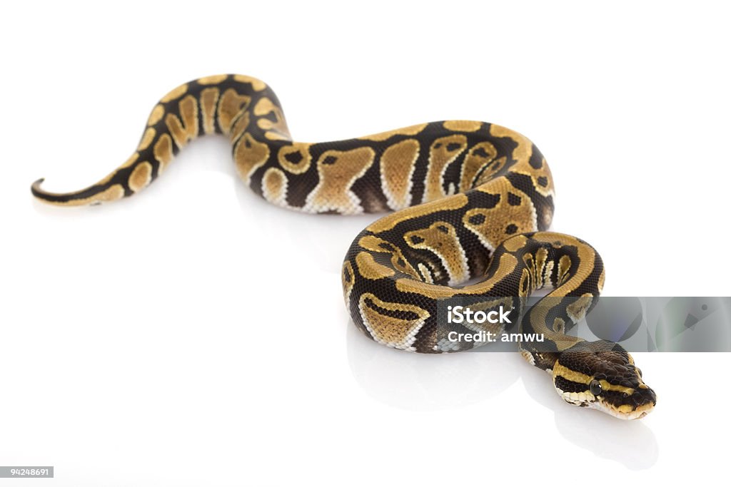 Bola Python - Foto de stock de Cobra royalty-free