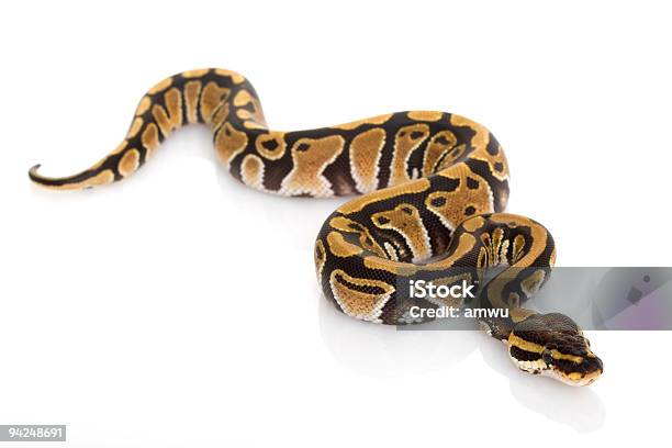 Foto de Bola Python e mais fotos de stock de Cobra - Cobra, Píton Real, Fundo Branco