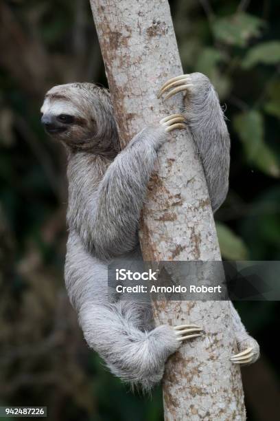 Happy Sloth Climbing In A Tree Stock Photo - Download Image Now - Animal, Animal Body Part, Animal Head