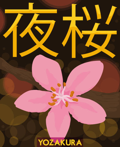 ilustraciones, imágenes clip art, dibujos animados e iconos de stock de vista de una flor de la cereza en noche de hanami o yozakura - hannah