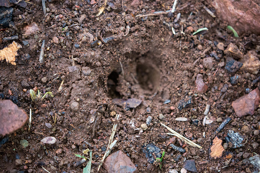 Hoofprint of an antelope in the woods of Soutpansberg Valley.