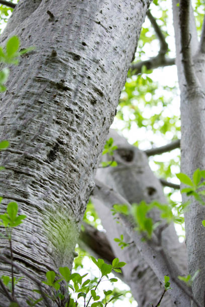 istock South Africa: Baobab Tree in Soutpansberg Valley 942487772