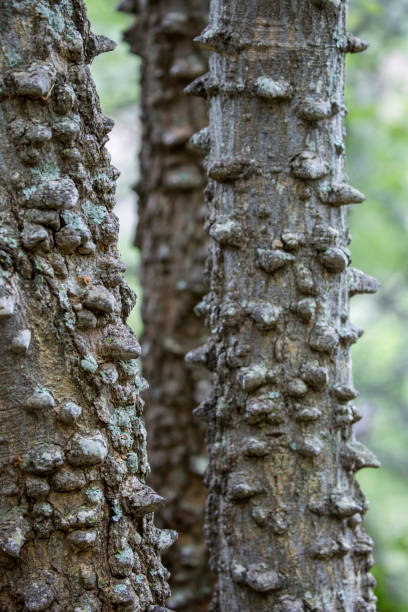 südafrika: knubbeligen feigenbaum - knobbly stock-fotos und bilder