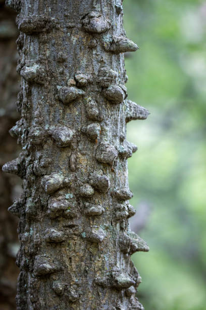 südafrika: knubbeligen feigenbaum - knobbly stock-fotos und bilder