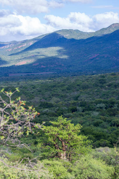 istock South Africa: Baobab Tree in Soutpansberg Valley 942488150