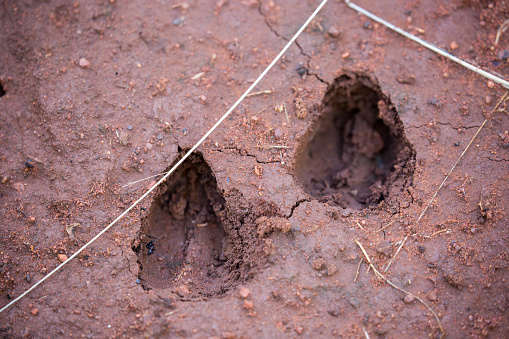 Hoofprints of an antelope in the woods of Soutpansberg Valley.