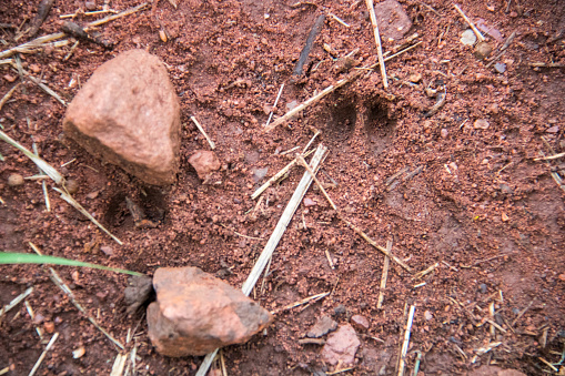 Hoofprints of an antelope in the woods of Soutpansberg Valley.