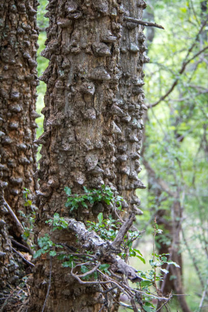 südafrika: knubbeligen feigenbaum - knobbly stock-fotos und bilder