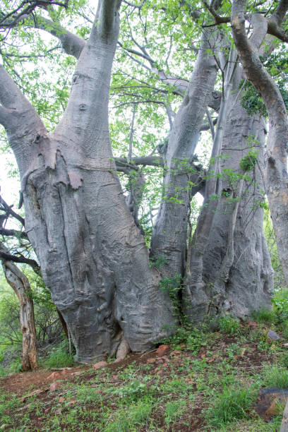 istock South Africa: Baobab Tree in Soutpansberg Valley 942488598