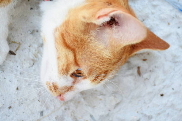 istock brown orange tabby cat lying on the floor 942494390