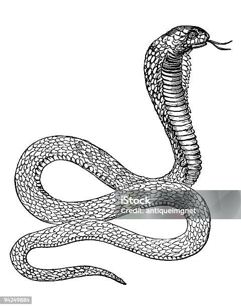 19 Jahrhundert Gravur Eines Cobra Smake Stock Vektor Art und mehr Bilder von Kobra - Kobra, Farbbild, Gefahr