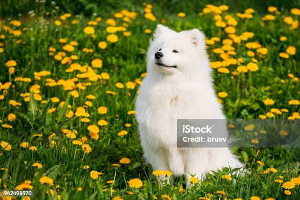 Young Happy Smiling White Samoyed Dog Or Bjelkier Sammy Sit Outdoor In Green Spring Meadow With Yellow Flowers Stock Photo - Download Image Now