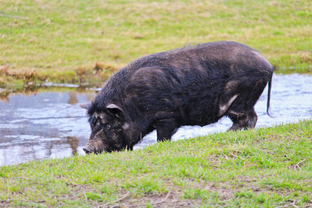 istock Domestic big black pig near small pond 942499376