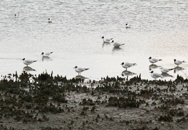 istock Flock of gull on let out pond 942499396