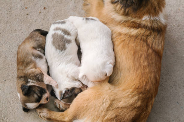 istock new born baby dog 942506120