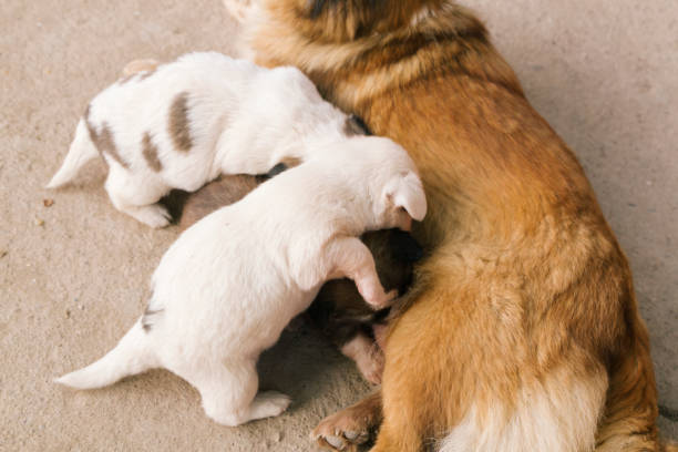istock new born baby dog 942506240