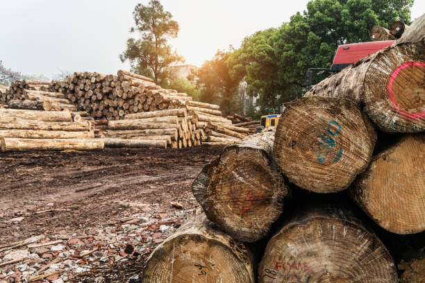 un carrello elevatore afferra il legno in un impianto di lavorazione del legno - lumber industry timber truck forklift foto e immagini stock