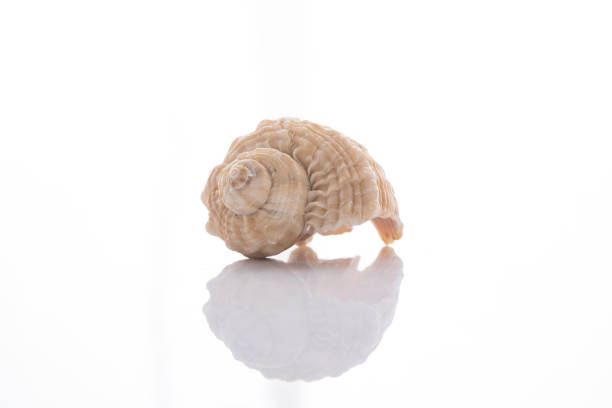 istock set of various mollusk shells isolated on white background 942509818