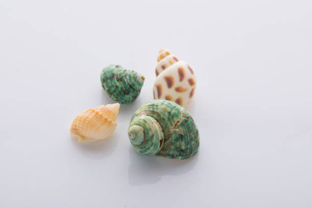 set of various mollusk shells isolated on white background