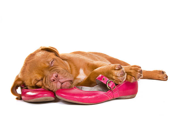Cute english bulldog puppy with red canvas shoes isolated