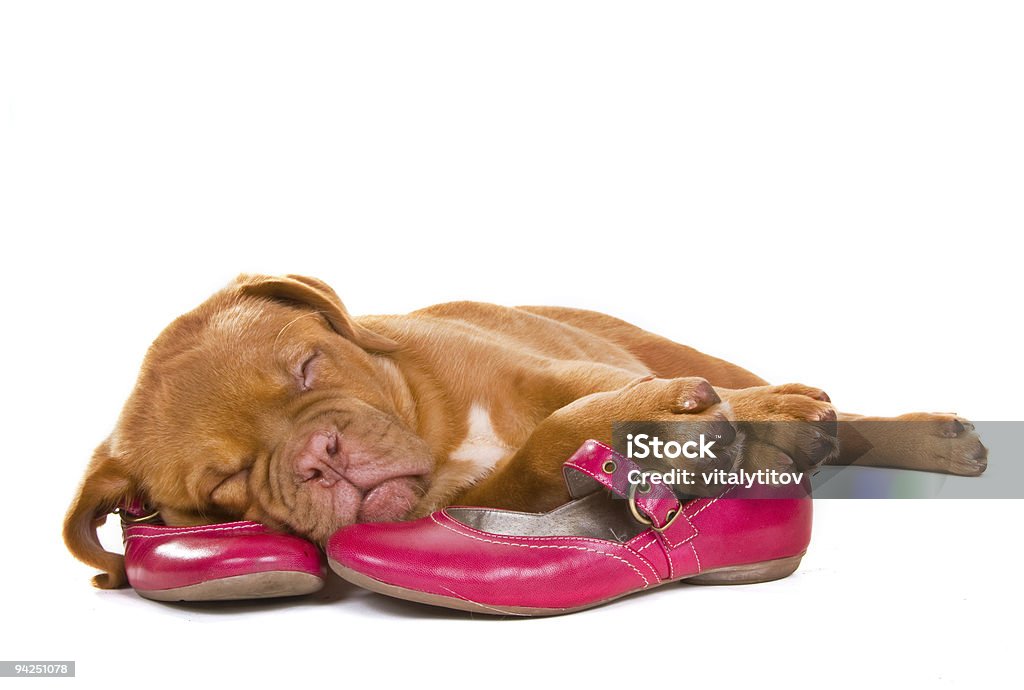 Filhote de cachorro dormindo em calçados femininos - Foto de stock de Sapato royalty-free
