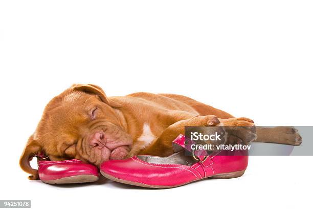 Foto de Filhote De Cachorro Dormindo Em Calçados Femininos e mais fotos de stock de Sapato - Sapato, Cão, Filhote de cachorro
